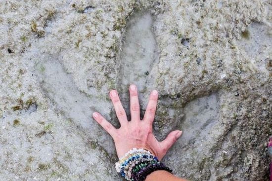 Dinosaur footprints found among tourists and fishermen on Broome's Cable Beach